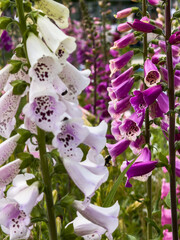 Foxglove blooms in white and vibrant purple stand tall side by side, their spotted throats catching the light in a lush summer garden. © Dan Van Pelt