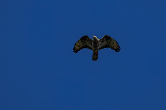 A European honey buzzard (Pernis apivorus) in flight, spreading its wings against a clear blue sky background on a sunny autumn day. Wildlife raptor photography with copy space.