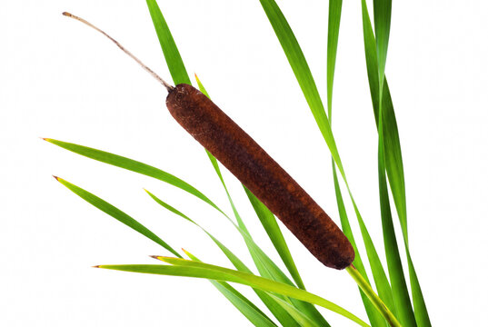 Single Brown Cattail with Vibrant Green Leaves