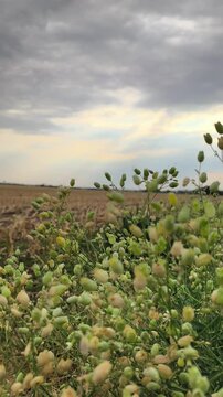 Wild bladder campion plant pods in a rural field at sunset
