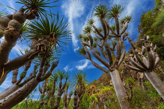Majestic dragon trees (Dracaena draco) viewed from below against a vivid blue sky in Gran Canaria, Canary Islands, Spain. 