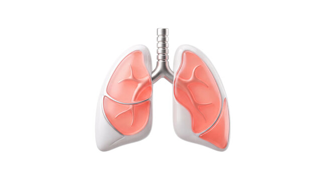 Anatomical of human lungs with red interior on png isolated background