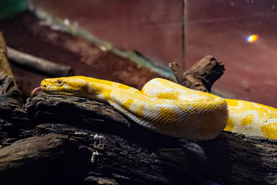 Albino Burmese python (Python bivittatus) resting on a weathered tree trunk, displaying its distinctive yellow and white coloration. 