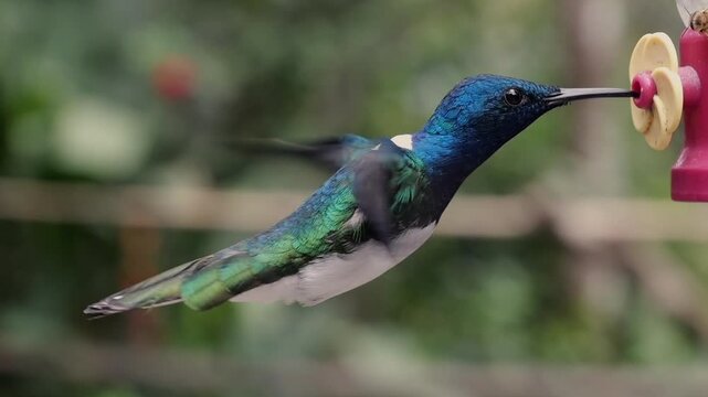 White Necked Jacobin (Florisuga mellivora) hummingbird in slow motion at a feeder near Mindo in Western Ecuador