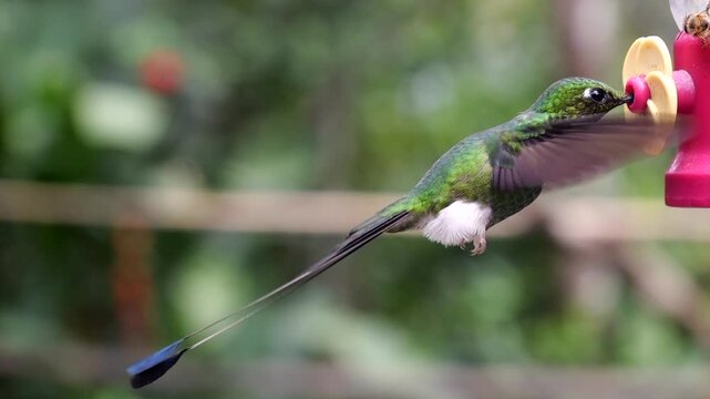 Booted Racket Tail hummingbird (Ochreatus underwood) hummingbird in slow motion at a feeder near Mindo in Western Ecuador