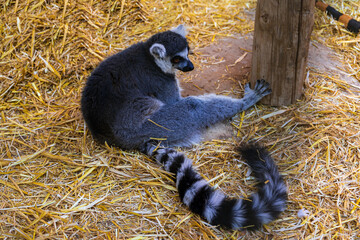 Fototapeta premium Ring-tailed lemur resting on straw beside a wooden post in an animal enclosure on Gran Canaria, Canary Islands, Spain.