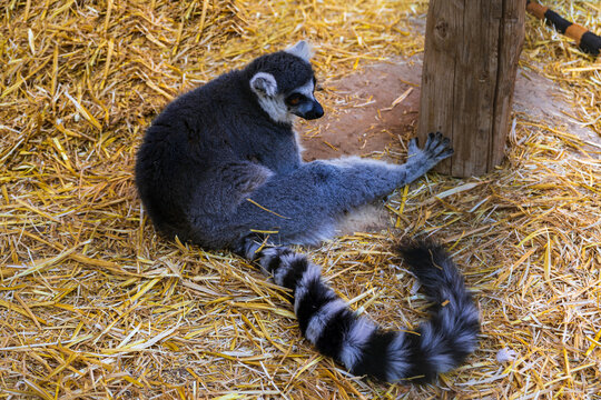 Ring-tailed lemur resting on straw beside a wooden post in an animal enclosure on Gran Canaria, Canary Islands, Spain.