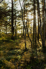 Fototapeta premium Sunlit Pine and Birch Forest in Autumn Woodland