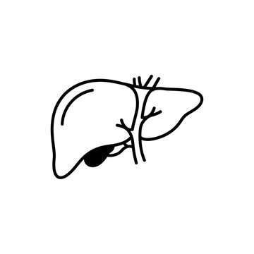Simple black and white line art illustration of human liver organ isolated on white background