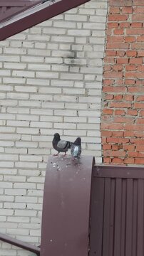 Two rock doves mating on top of a brown metal fence structure against a brick wall background, flapping wings for balance during copulation before flying away in the city.