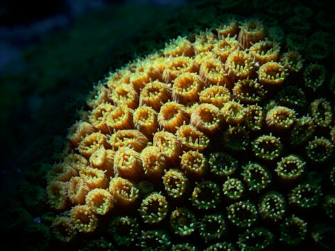 Coral polyps in the spotlight 