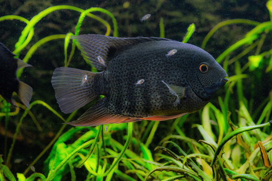 Cichlasoma Severum Cichlid Swimming with Fry in Aquarium