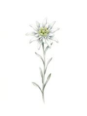 Fototapeta premium Beautiful edelweiss mountain flower painted in delicate soft watercolor style with fine detailed petals and green foliage on white background
