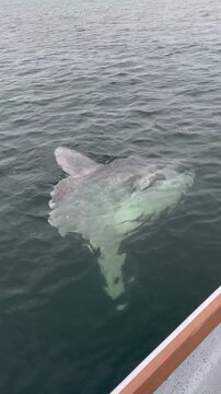 Giant Ocean Sunfish (Mola Mola) Drifting Calmly on Water Surface in Maine