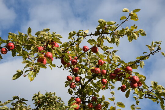 &Auml;pfel