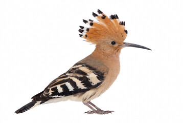 Common Hoopoe Bird with Open Feathered Crest and Patterned Wings © Nadira