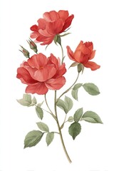 Fototapeta premium Elegant red roses watercolor illustration.