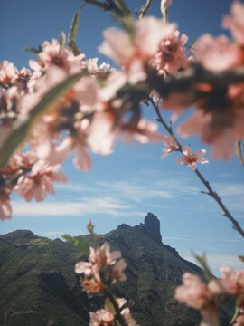 Almendro en Flor en Tejeda, Gran Canaria
