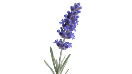Obraz premium Single purple lavender flower spike with green leaves, isolated on transparent background