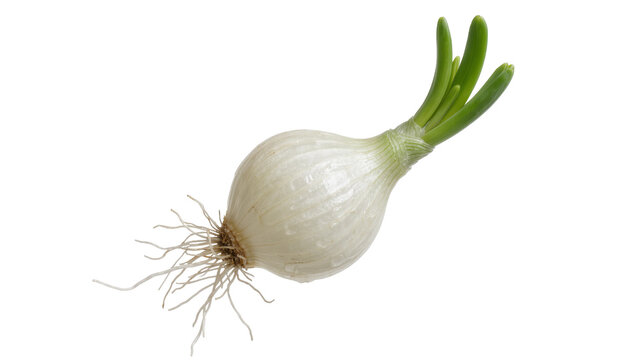 Fresh white onion with green sprouts and roots, isolated on transparent background