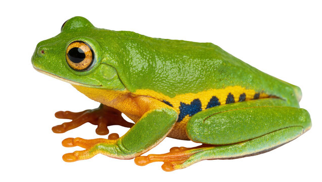 Vibrant green tree frog with orange feet and yellow-blue patterned sides, isolated on transparent background