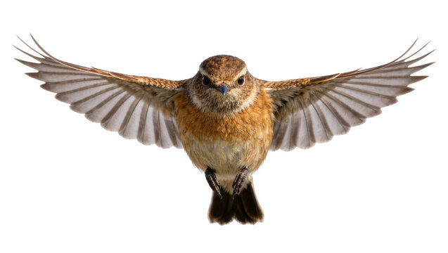Small brown bird with wings spread wide, isolated on transparent background