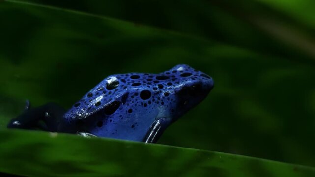 Close-up of blue poison dart frog (Dendrobates tinctorius)
