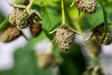 Niezwykłe makro niedojrzałej owłosionej maliny na gałązce na jasnym mocno rozmytym naturalnym tle ogrodu © mbugajsky