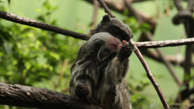 Emperor tamarin monkey (Saguinus imperator) eating