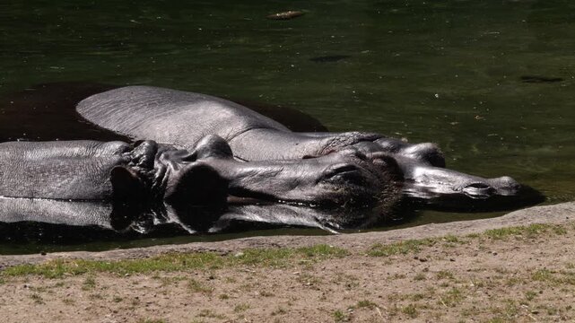 Close-up of hippopotamus (Hippopotamus amphibius)