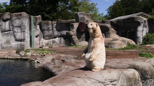 Polar bear (Ursus maritimus) standing on rear legs