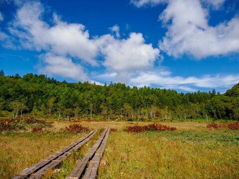初秋の風景。草紅葉が始まった志賀高原、田ノ原湿原の木道からの美しい湿原の風景と爽やかな青空