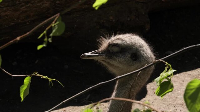 Close-up head portrait of rhea bird (Rhea americana)