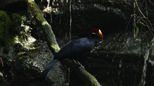 Ross turaco (Musophaga rossae) perched on branch