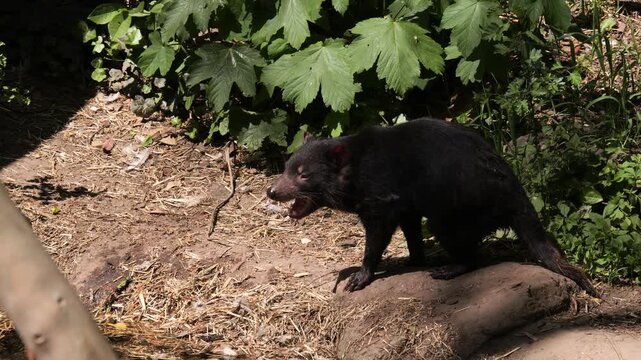 Tasmanian devil (Sarcophilus harrisii) yawning