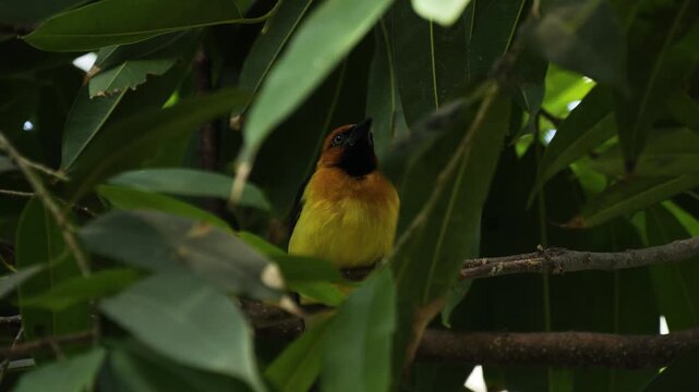 Taveta weaver (Ploceus castaneiceps) among leaves