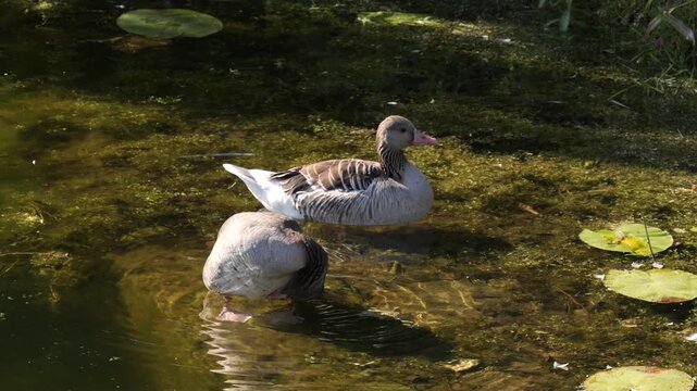 Pair of greylag geese (Anser anser) swimming in pond