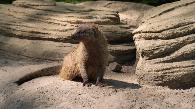 Yellow mongoose (Cynictis penicillata) on dirt rock