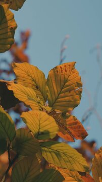 Golden autumn leaves in the trees