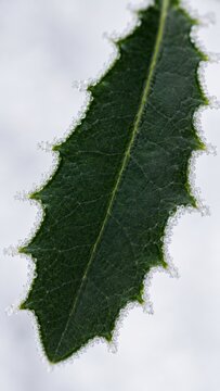 Green leaf edged with delicate frost crystals in a clean winter nature macro closeup