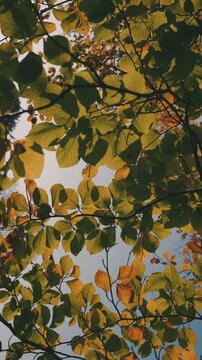 Golden autumn leaves in the trees