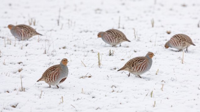 Wild partridges foraging together in a snow covered field during cold winter weather