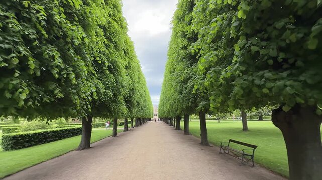 Tree-lined pathway in King's Garden (Kongens Have), Copenhagen city, Denmark