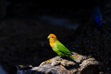 Portrait d’un inséparable à face rose (Agapornis roseicollis) au plumage vert et au visage orangé, perché sur un tronc dans un environnement naturel. © InestDjo