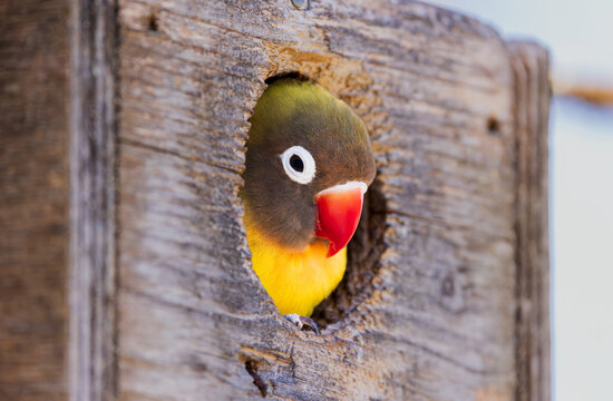 Gros plan d&rsquo;un ins&eacute;parable &agrave; t&ecirc;te brune perch&eacute; dans l&rsquo;ouverture d&rsquo;un nichoir en bois. Son plumage vert et jaune vif, son bec rouge et son regard expressif se d&eacute;tachent sur la texture naturelle du bois