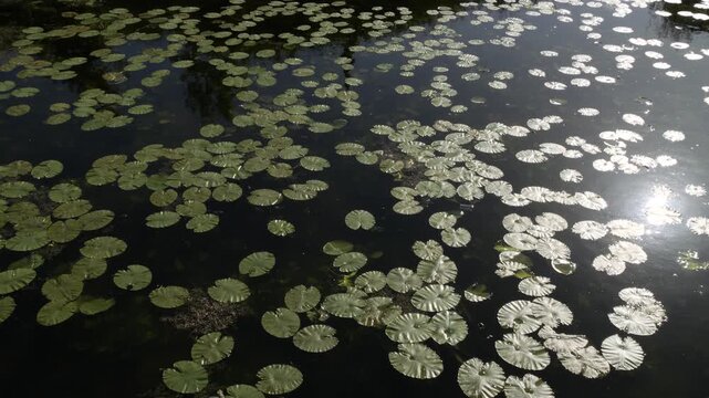 Green water lily leaves floating on calm pond water surface