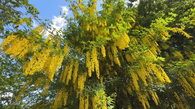 Low angle view of blooming yellow laburnum golden rain tree flowers