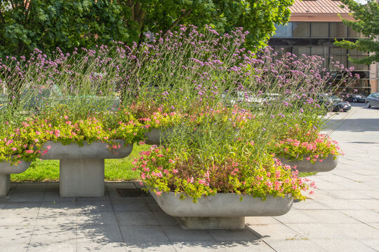 Verbena bonariensis Patagonisches Eisenkraut in einer K&uuml;belpflanzung in Klaipedea, Memel, Litauen