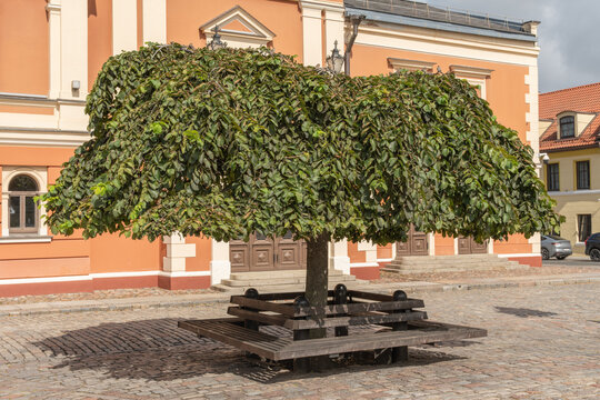 Ulmus glabra 'Camperdownii' auf dem Theaterplatz in Klaipeda, Memel, Litauen
