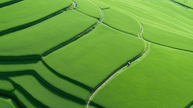 Aerial View of Vibrant Lush Green Rice Terraces with a Lone Farmer Walking on a Narrow Path